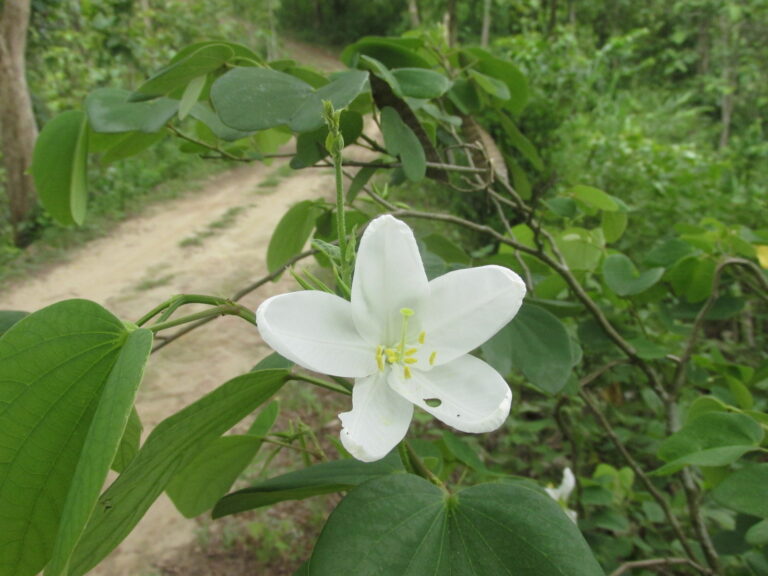 সেইসব বনফুলস্মৃতি এবং আমার করোনাকালীন “ভাবনা”