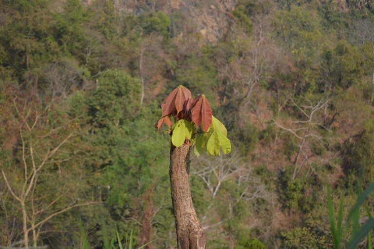 বরকল, ফালিটাঙ্যে চুগ আ বরগাঙও আহভা